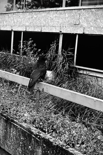 A high contrast black and white image of a carrion crow, perced on a wooden railing. It's keeping an eye on the photographer, in case he turns out to be dangerous or made out of food.